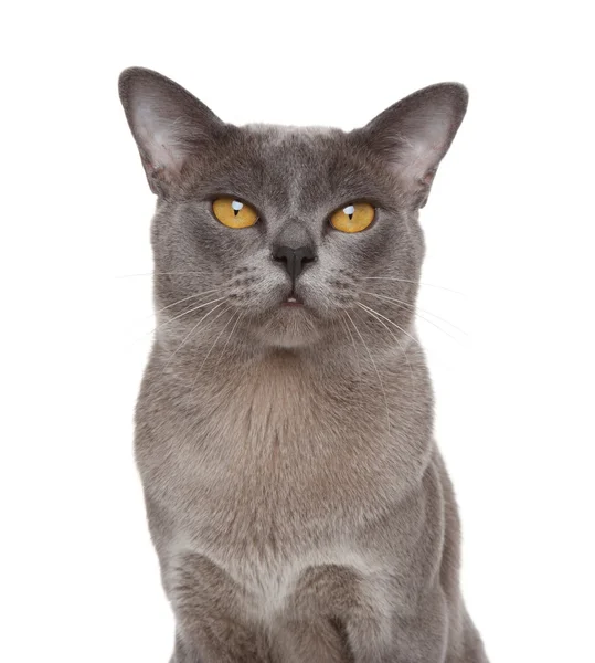 Gatto birmano — Foto Stock