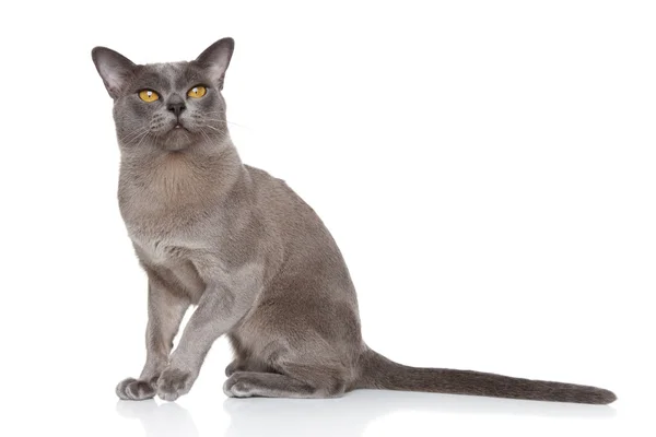 Kot birmański — Zdjęcie stockowe
