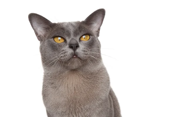 Retrato de gato birmanês — Fotografia de Stock