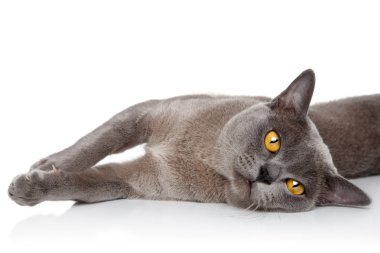 Birman kedisi dinlenme
