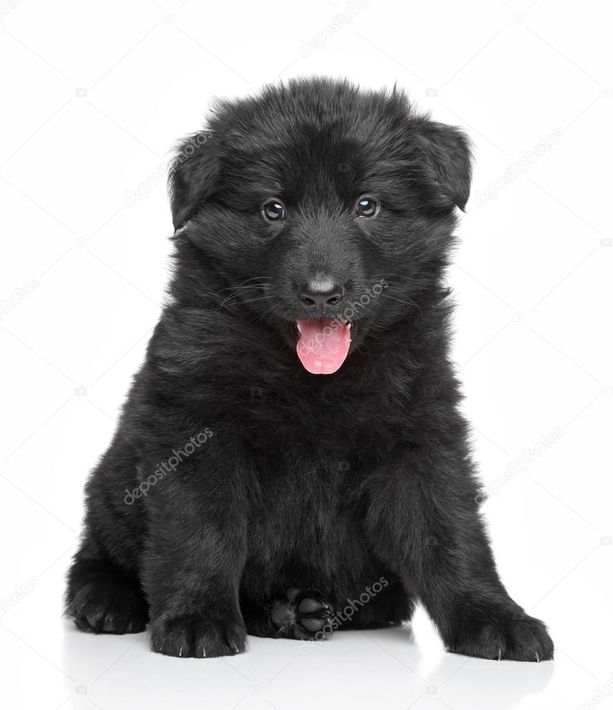 Chiot Berger Allemand Photographie Fotojagodka 31634909