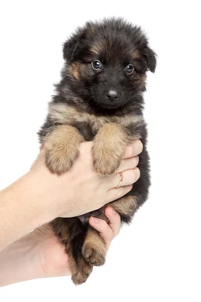 Bonito cachorro pastor alemão senta-se na mão — Fotografia de Stock