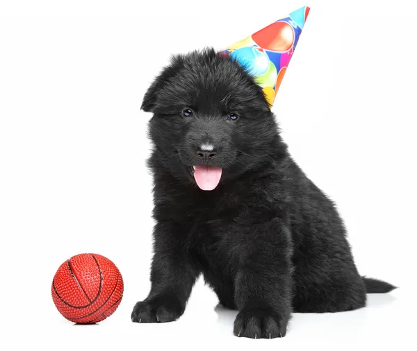 German shepherd puppy in party cone — Stock Photo, Image