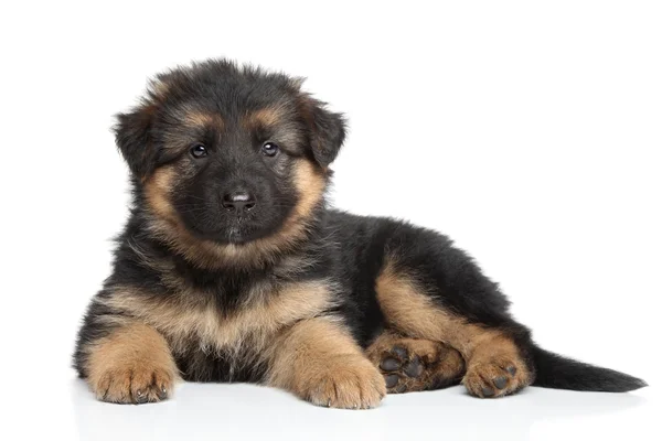 German shepherd puppy — Stock Photo, Image