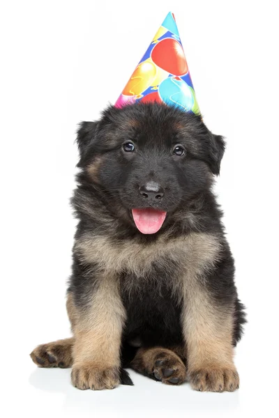 German shepherd puppy in party cone — Stock Photo, Image