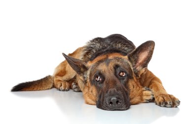 Alman çoban köpeği.
