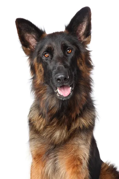 Cão pastor alemão. Retrato sobre branco — Fotografia de Stock