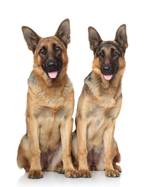 Cães pastor alemão — Fotografia de Stock