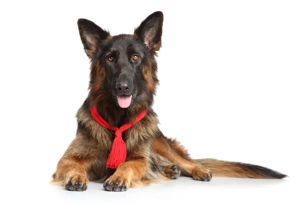 German Shepherd dog — Stock Photo, Image