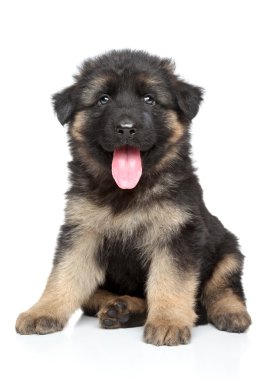Alman çoban köpek