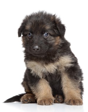 Alman çoban köpek
