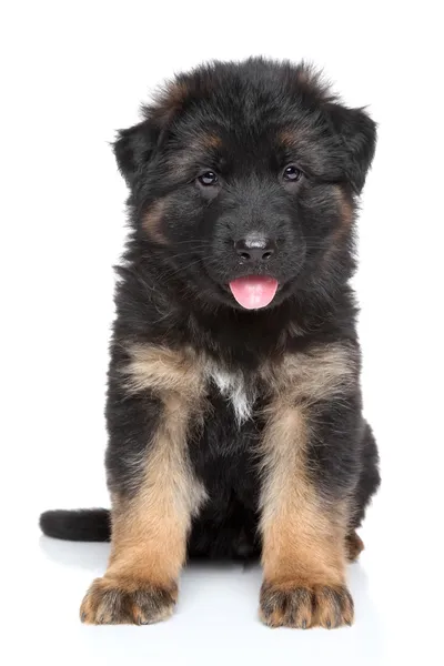 German shepherd puppy on white background — Stock Photo, Image