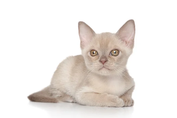 Retrato de gatinho birmanês — Fotografia de Stock