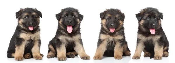 German shepherd puppies — Stock Photo, Image