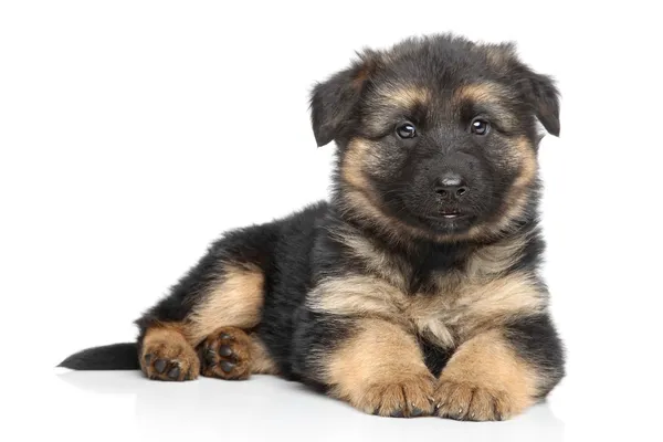 German shepherd puppy on white background — Stock Photo, Image