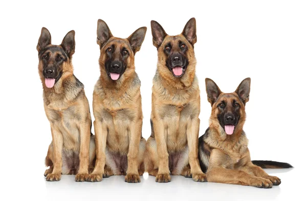 Four funny shepherd — Stock Photo, Image