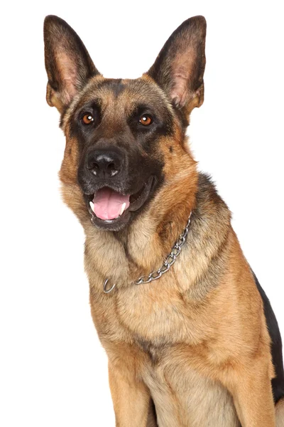 Deutscher Schäferhund — Stockfoto