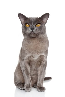 Birman kedisi portre