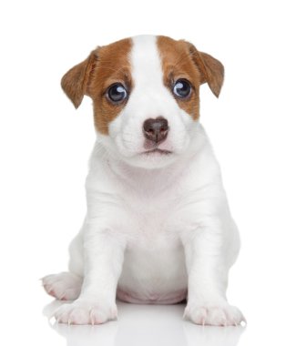 jack Russell yavrusu. portre