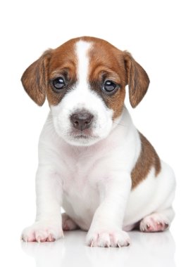jack Russell yavrusu