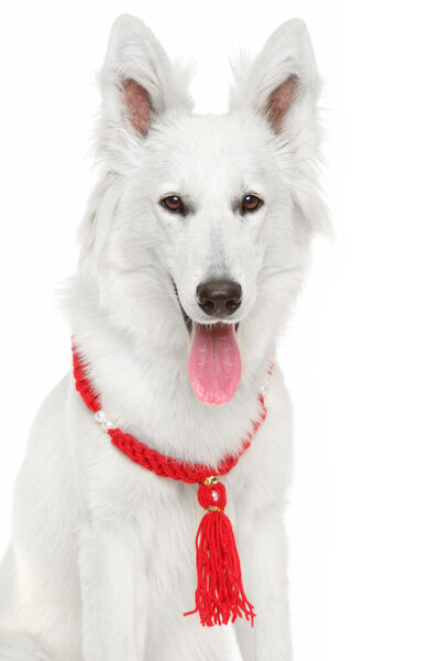 White Swiss Shepherd portrait