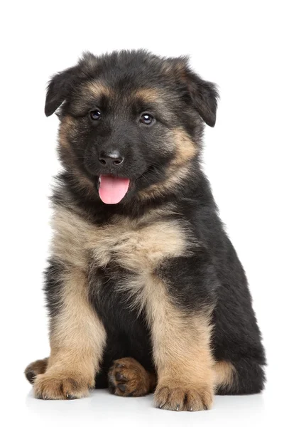 白い背景の上のジャーマン シェパードの子犬 — ストック写真