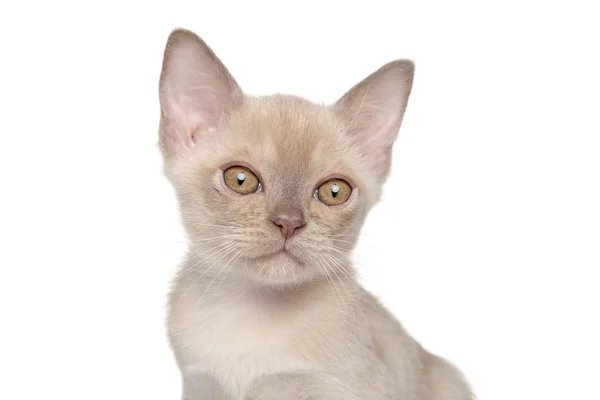 버마어 고양이입니다. 클로즈업 초상화 — 스톡 사진