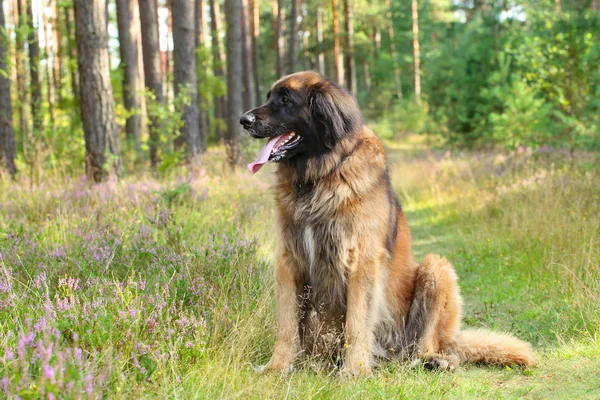 Leonberger perro, retrato al aire libre — Foto de Stock