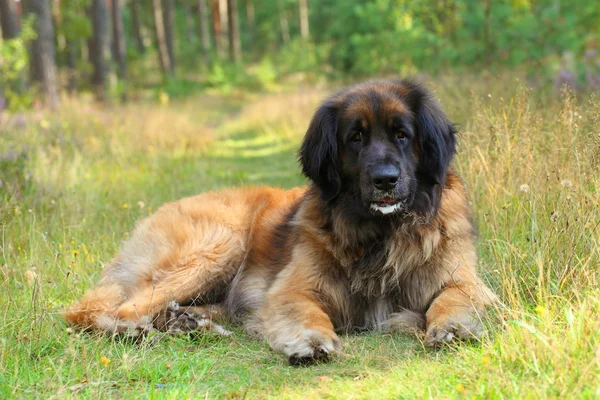 草の上に休んでレオンベルガー犬 — ストック写真