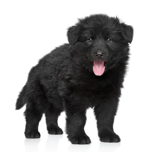 German shepherd puppy on white background — Stock Photo, Image