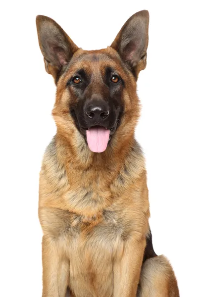 Cão pastor alemão. Retrato sobre branco — Fotografia de Stock