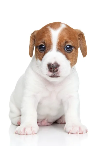 Jack Russell cachorrinho — Fotografia de Stock