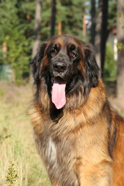 Leonberger köpek. Açık dikey — Stok fotoğraf