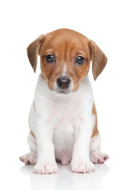 jack Russell terrier yavrusu
