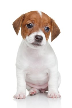 jack Russell köpek yavrusu
