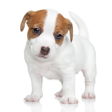 jack Russell terrier yavrusu