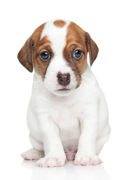 Jack Russell Terrier Welpe — Stockfoto