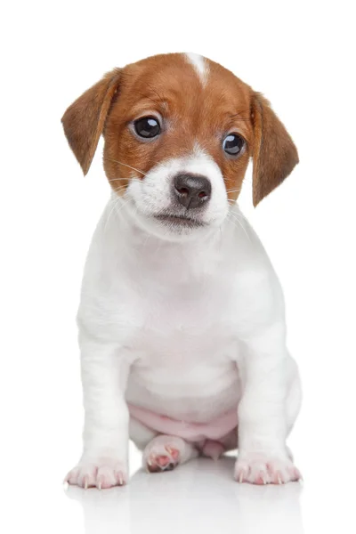 Jack Russell dog puppy — Stock Photo, Image