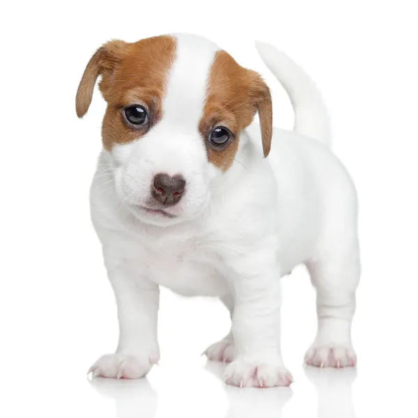 Jack russell terrier valp — Stockfoto