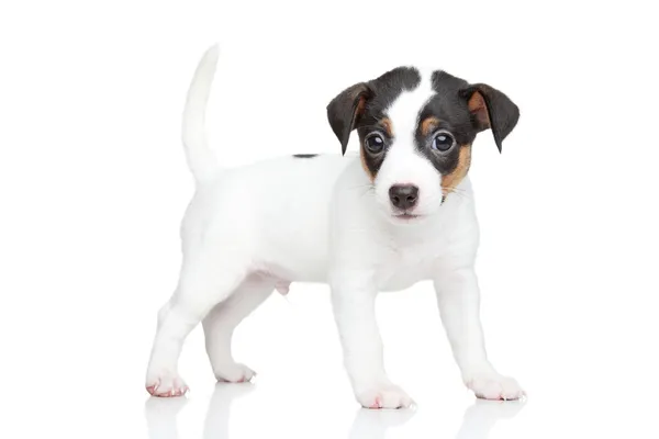 Jack russell Terriër pup — Stockfoto