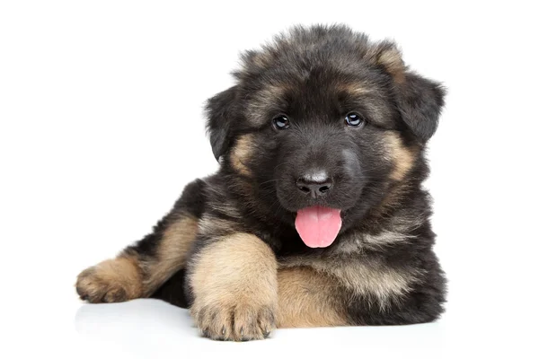 German shepherd puppy — Stock Photo, Image