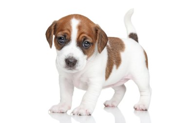 jack Russell yavrusu