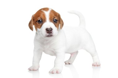 jack Russell terrier yavrusu