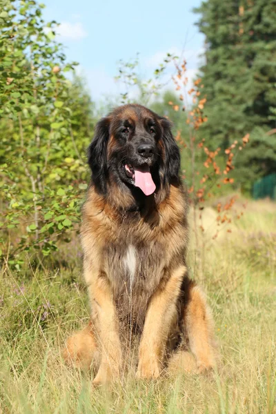 Leonberger perro, retrato al aire libre — Foto de Stock