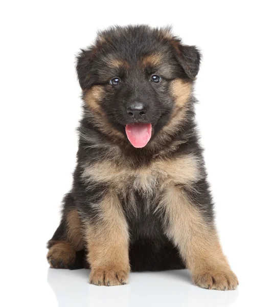 German shepherd puppy — Stock Photo, Image
