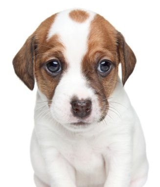 jack Russell köpek yavrusu portre
