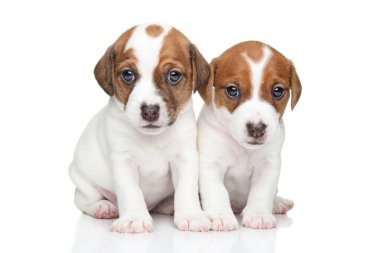 jack Russell terrier yavruları