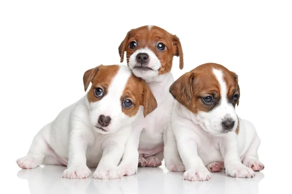 Jack Russell terrier puppies — Stock Photo, Image