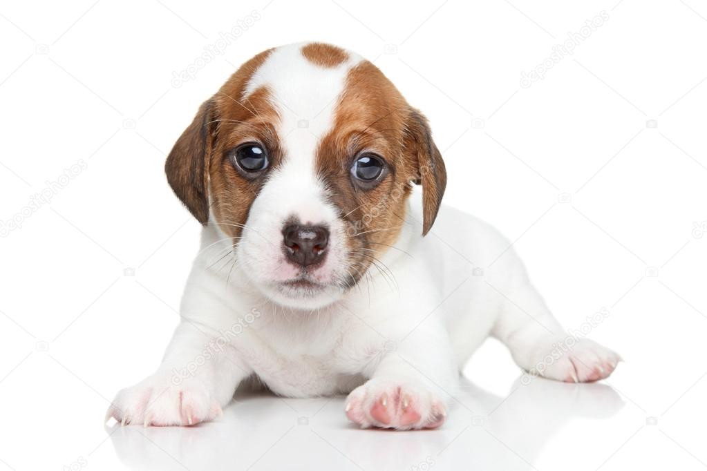 Jack Russell dog puppy portrait