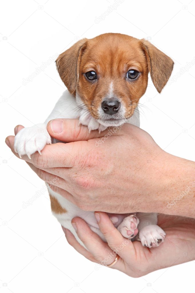 Jack Russell terrier puppy in hands